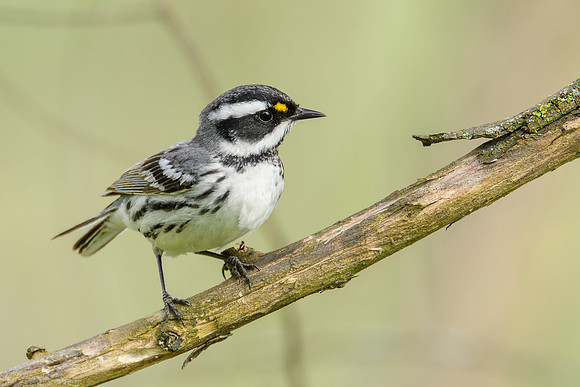 Black-throated Gray Warbler