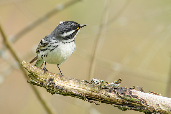 Black-throated Gray Warbler