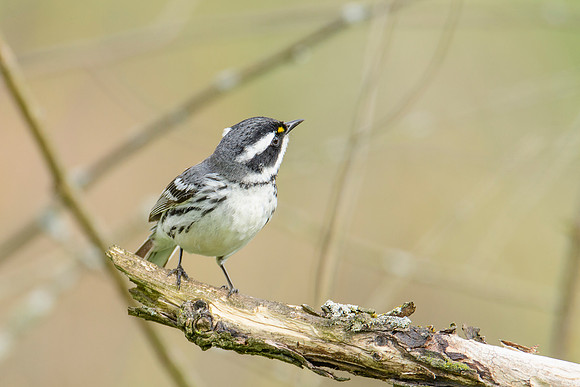 Black-throated Gray Warbler