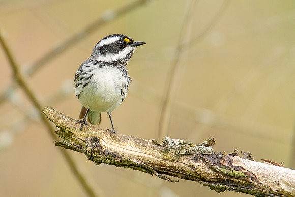 Black-throated Gray Warbler