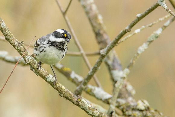 Black-throated Gray Warbler