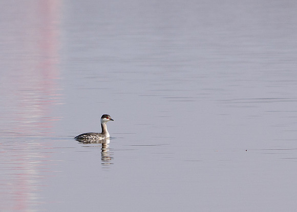 Horned Grebe, Hoover Resivoir, Westerville Ohio
