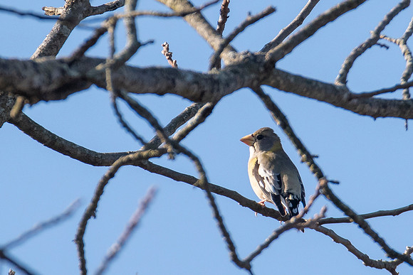 Evening Grosbeak