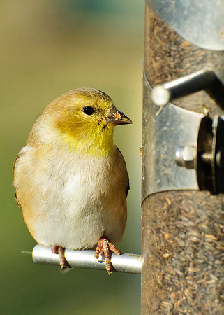 Goldfinch