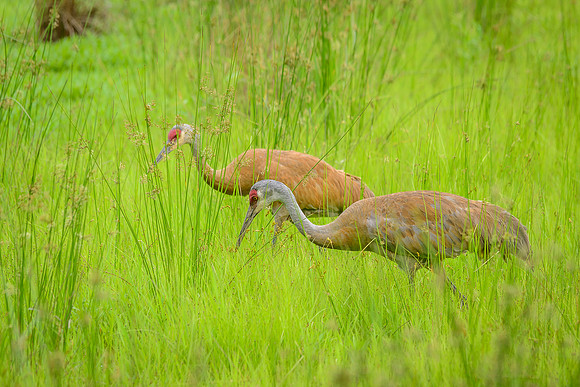 Sandhill Crane Pair