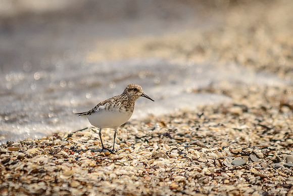 Sanderling; Magee Marsh, Ohio