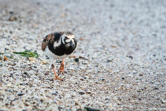Ruddy Turnstone