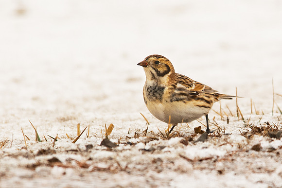 Lapland Longspur