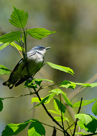 Cerulean Warbler;Lawrence Woods, Kenton OH