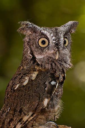 Eastern Screech Owl