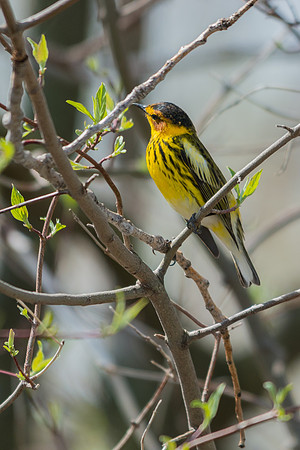 Cape May Warbler