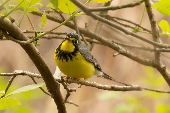 Canada Warbler