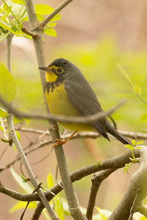 Canada Warbler
