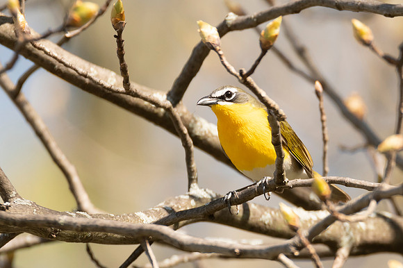 Yellow-breasted Chat