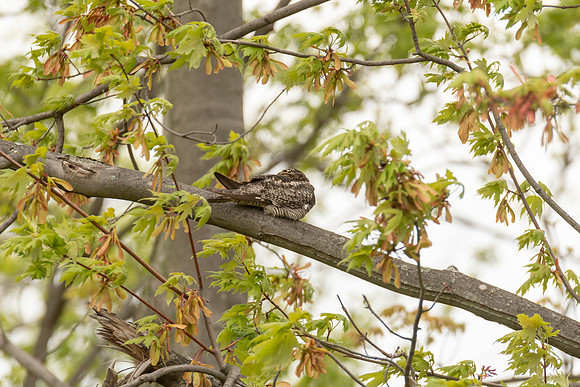 Common Nighthawk