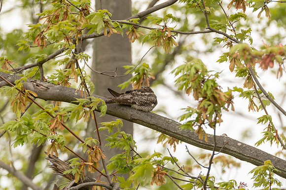 Common Nighthawk