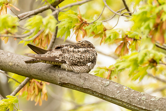 Common Nighthawk