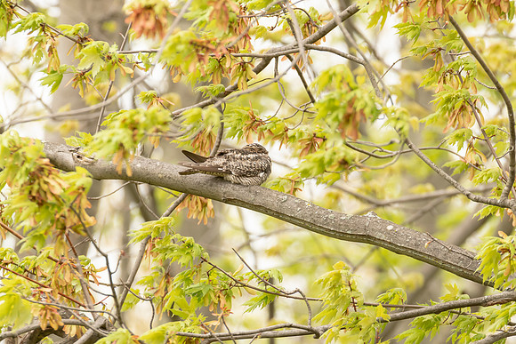 Common Nighthawk