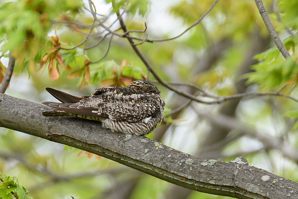 Common Nighthawk