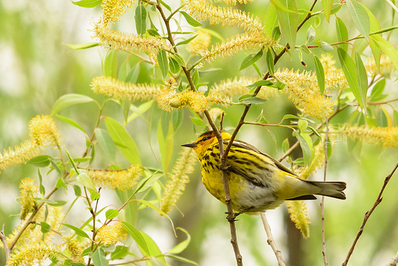 Cape May Warbler