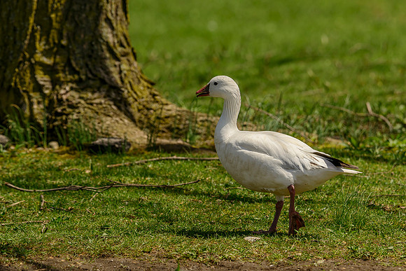 Ross's Goose