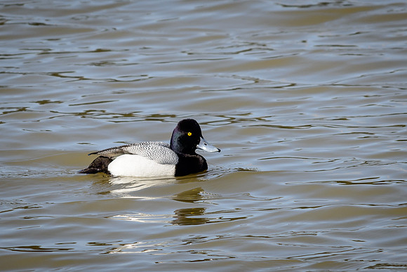 Lesser Scaup
