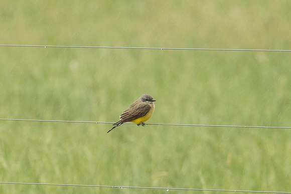 Western Kingbird