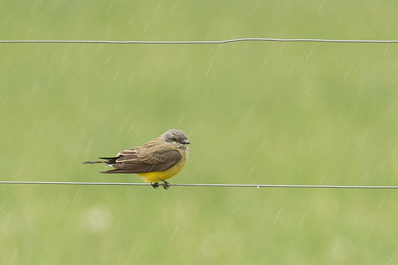 Western Kingbird
