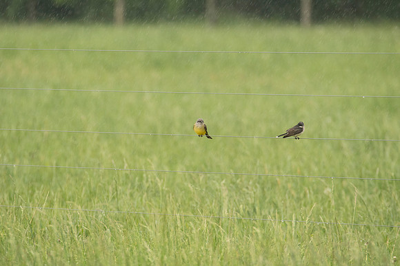 Western Kingbird