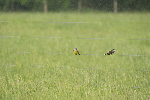 Western Kingbird