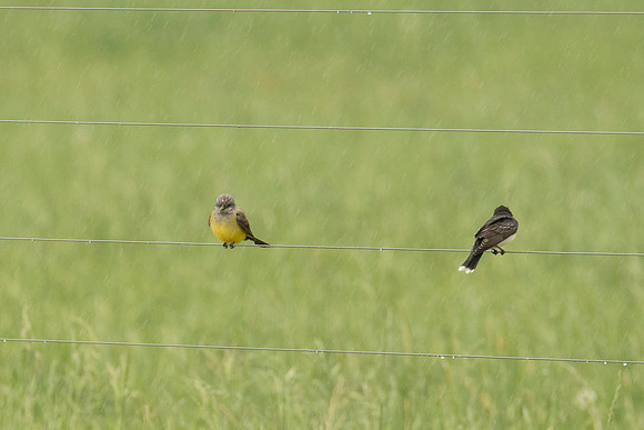Western Kingbird