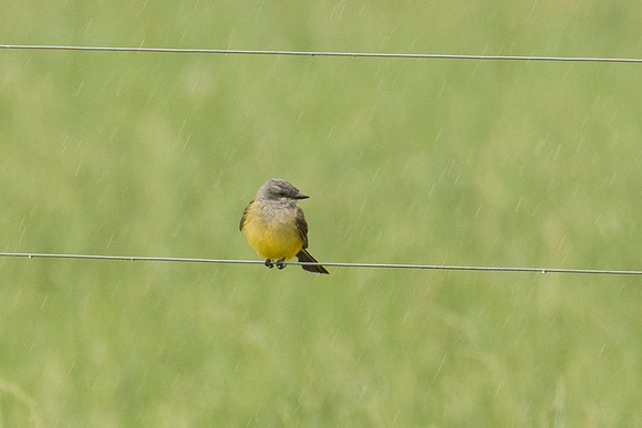Western Kingbird