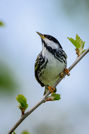 Blackpole Warbler