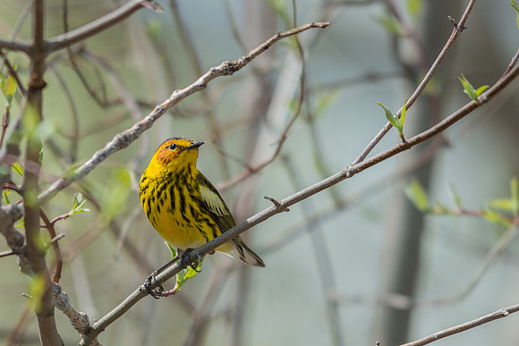 Cape May Warbler