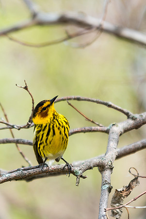 Cape May Warbler