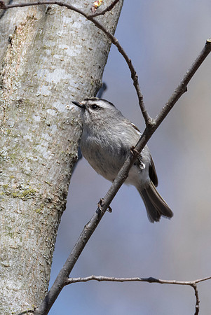 Gold-crowned Kinglet