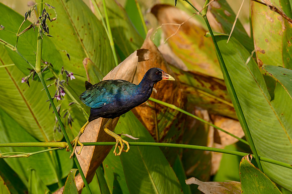 Purple Galanule