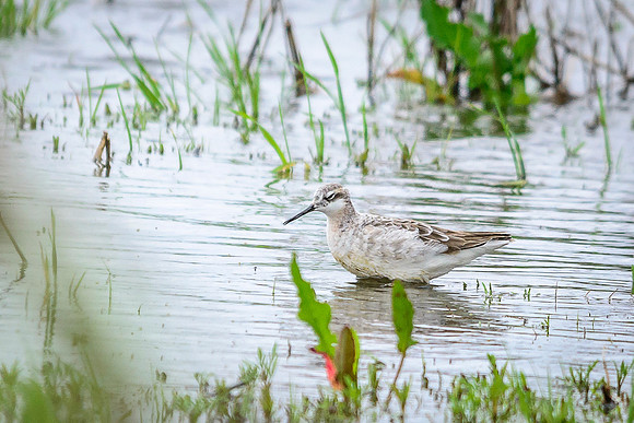 Wilson's Phalarope; Killdeer Plains WA