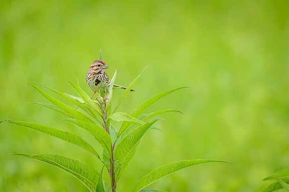 Song Sparrow