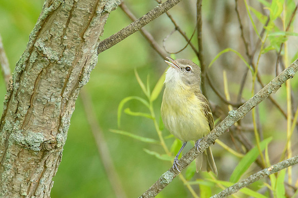Bell's Vireo