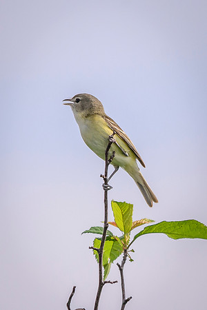 Bell's Vireo; Big Island Wildlife Area, Marion Ohio
