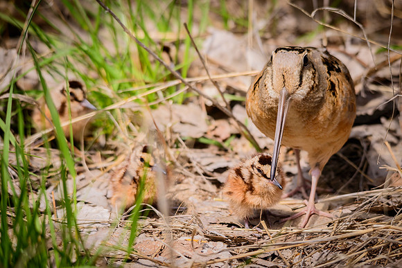 American Woodcock