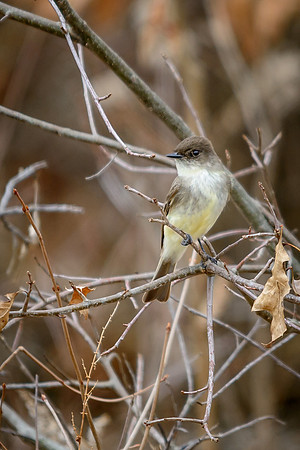 Eastern Pheobe