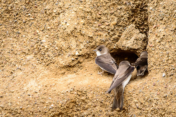 Bank Swallow
