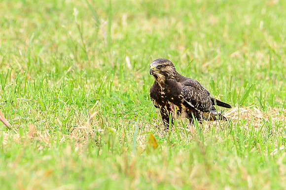 Swainson's Hawk