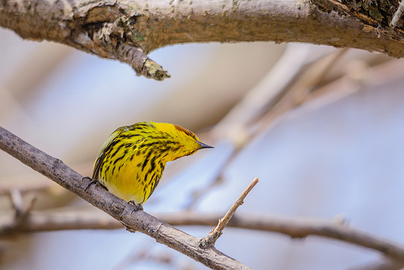 Cape May Warbler
