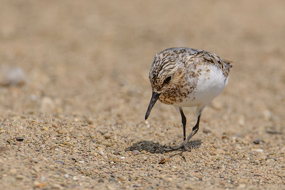 Sanderling