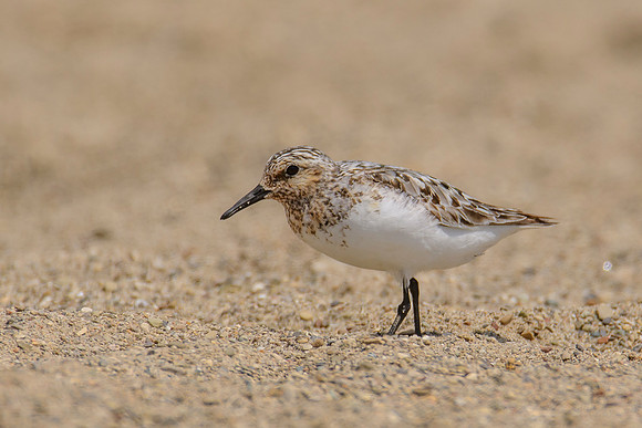 Sanderling