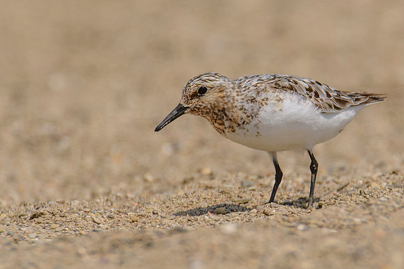 Sanderling