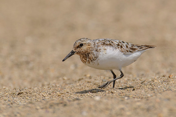 Sanderling